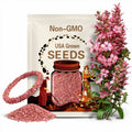 Saponaria Pink Beauty x 50 Seeds