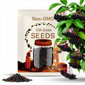 50 seeds American Black Elderberry. Sambucus Nigra