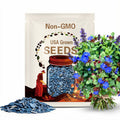 Peacock Blue Plumbago Larpentae - Ceratostigma plumbaginoides Seeds